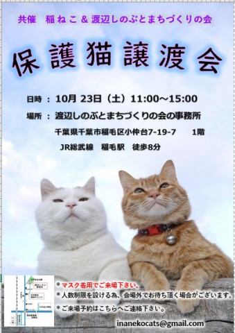 稲ねこ　保護猫譲渡会　開催です！
