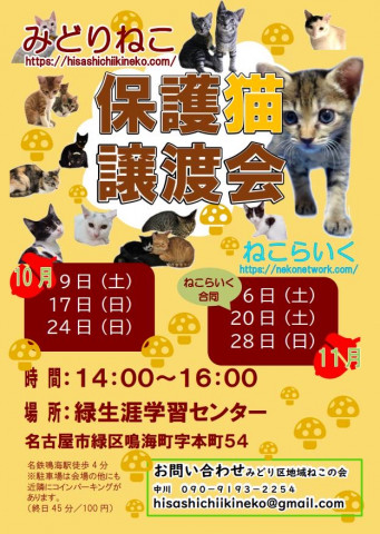 名古屋市緑区猫の譲渡会