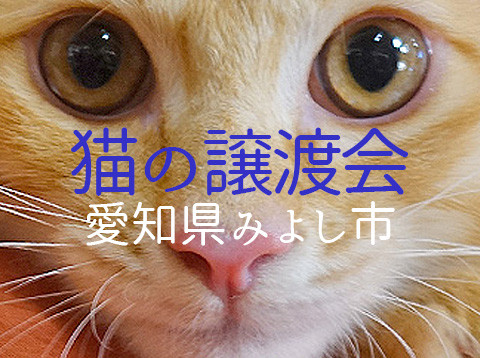 子猫22匹の譲渡会！愛知県みよし市