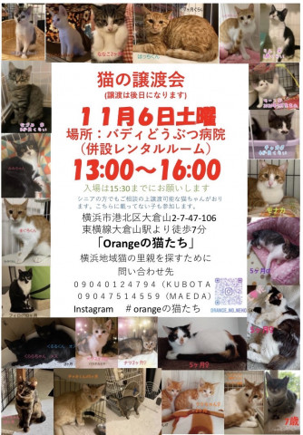 保護猫の譲渡会in横浜市