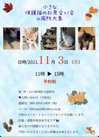 保護猫の小さなお見合い会