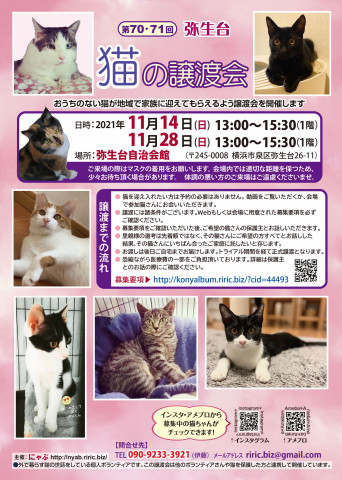 弥生台　猫の譲渡会