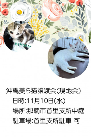 沖縄美ら猫譲渡会(現地会)