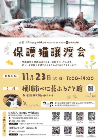 保護猫譲渡会☆樋川市べに花ふるさと館