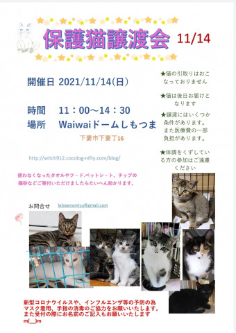 保護猫譲渡会　waiwaiドームしもつま