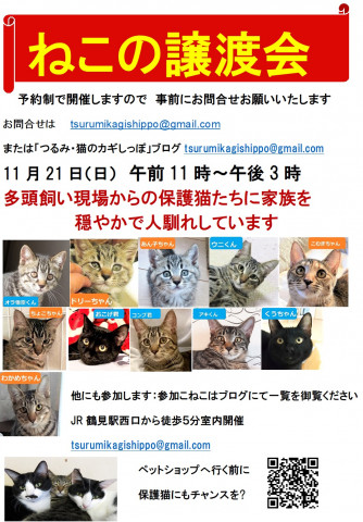 つるみ・猫のカギしっぽ譲渡会