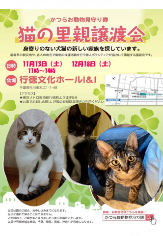 猫の里親譲渡会