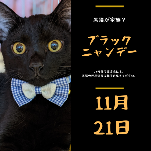 八代猫の譲渡会 ブラックニャンデー 猫の譲渡会掲示板 ネコジルシ 八代猫の譲渡会 ブラックニャンデー 猫の譲渡会掲示板 ネコジルシ