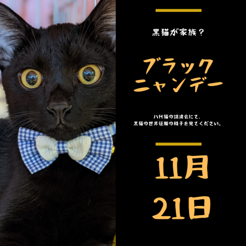 八代猫の譲渡会<ブラックニャンデー>