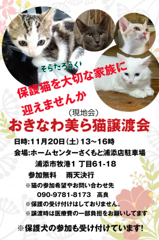 おきなわ美ら猫譲渡会　現地会