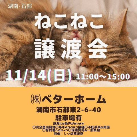 しっぽ救援隊☆ねこねこ譲渡会