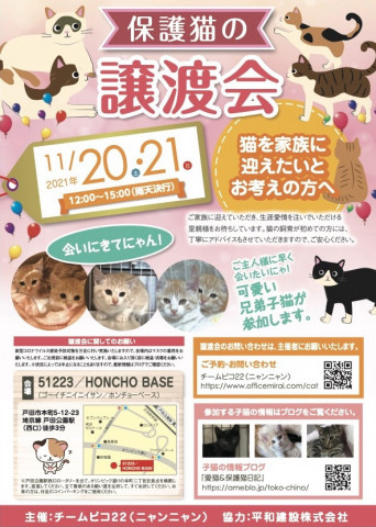 保護猫の譲渡会