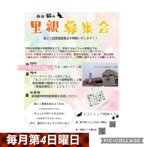 保護猫の里親募集会　in 大阪南部、熊取町