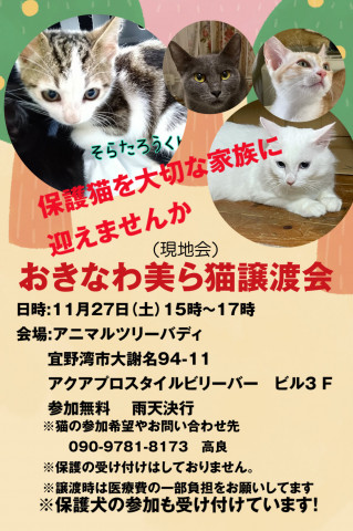 おきなわ美ら猫譲渡会　現地会