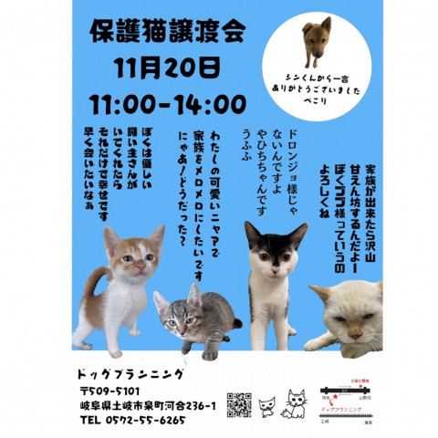 猫の譲渡会