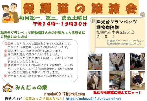 みんにゃの家　保護猫譲渡会