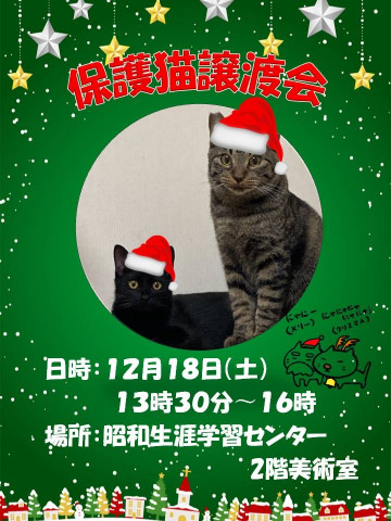 保護猫の譲渡会