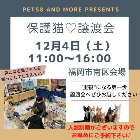 保護猫♡譲渡会in福岡市南区☆2匹が大集合！