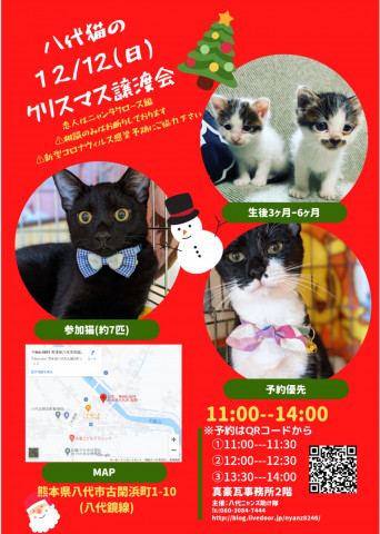 八代猫のクリスマス譲渡会