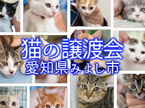 ★子猫中心に20匹／愛知県みよし市★