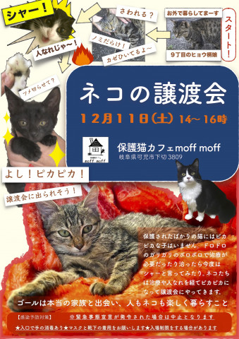 保護猫カフェで譲渡会！