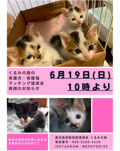 くるみの森の保護猫マッチング譲渡会