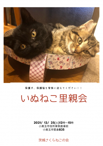 ねこの里親会