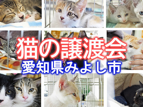 デビュー子猫あり！ちびでか11匹の譲渡会-愛知県みよし市