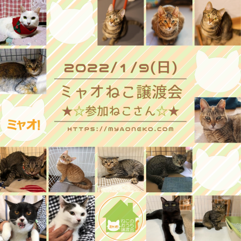 江戸川橋★ミャオねこ譲渡会