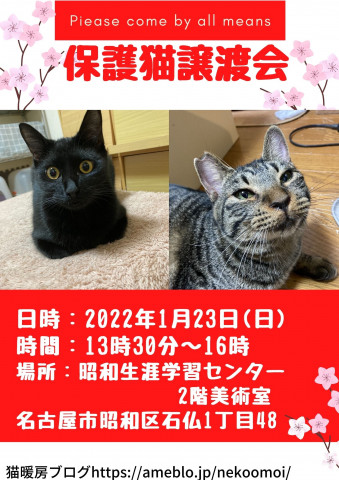 保護猫譲渡会