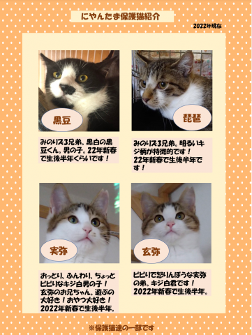 にゃんたま 日野 八王子 里親会 猫の譲渡会掲示板 ネコジルシ