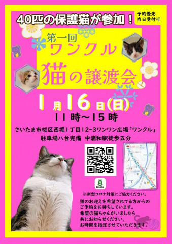 保護猫譲渡会