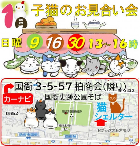 こねこのお見合い会