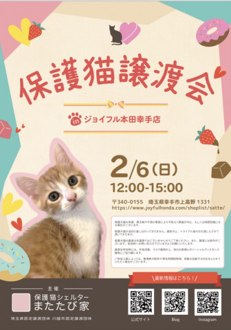 保護猫❤️譲渡会 in ジョイフル本田幸手店