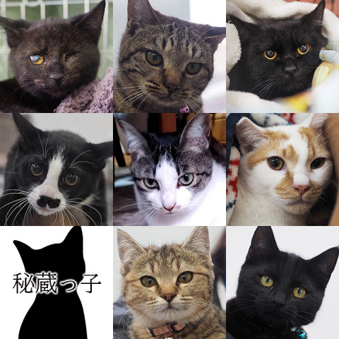 大中小17匹の猫／愛知県みよし市