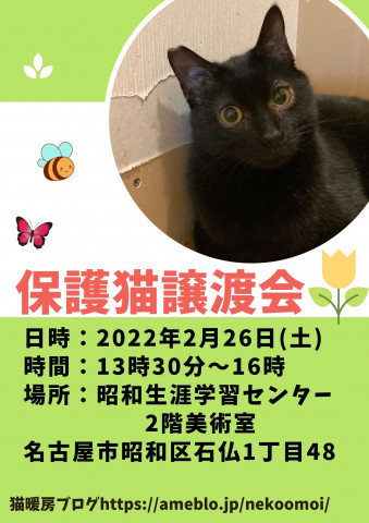 保護猫譲渡会