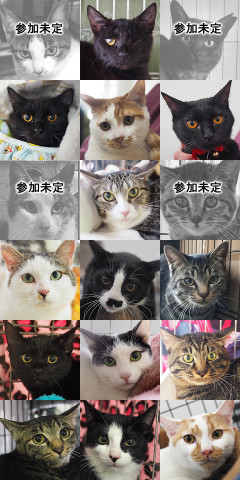 ねこ・ネコ・猫16匹参加予定／愛知県みよし市