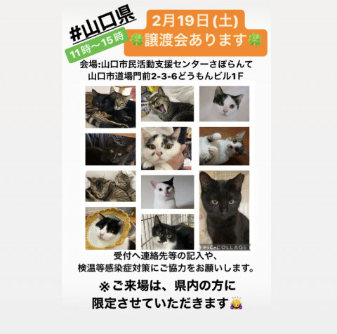 保護ねこ譲渡会inさぽらんて