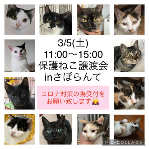 保護猫譲渡会inさぽらんて