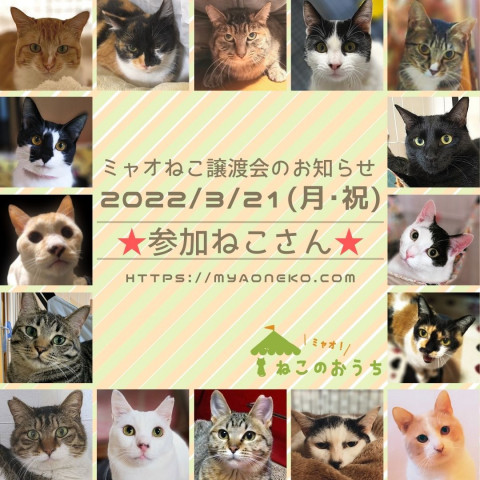 江戸川橋★ミャオねこ譲渡会