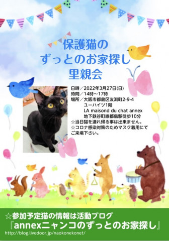 『保護猫のずっとのお家探し里親会』