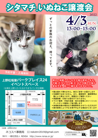 シタマチ.いぬねこ譲渡会