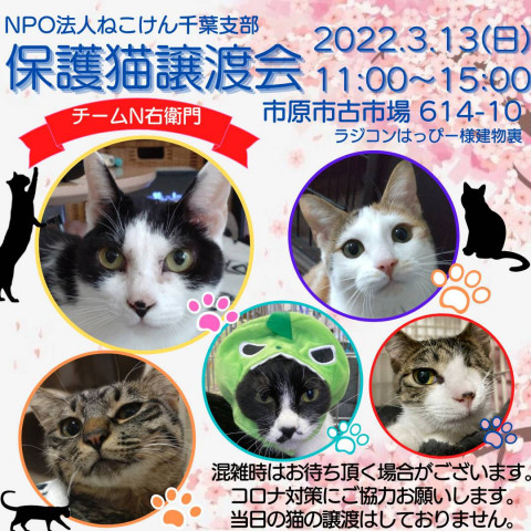 ねこけん千葉支部　譲渡会