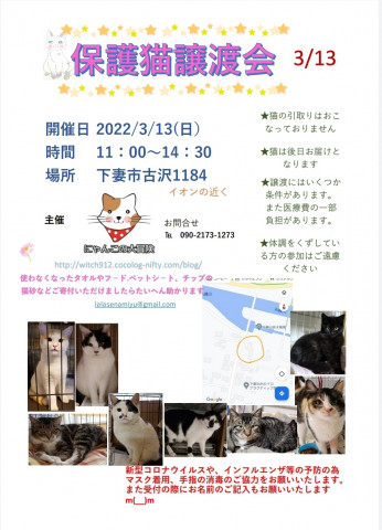 保護猫譲渡会　古沢