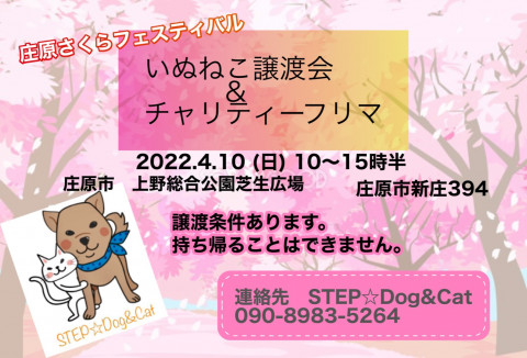 さくらフェスティバル犬猫譲渡会