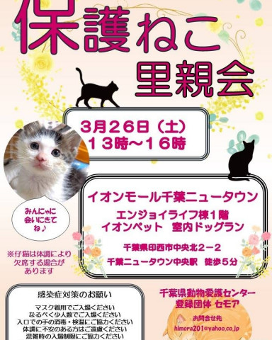 千葉県印西市開催/保護猫里親会