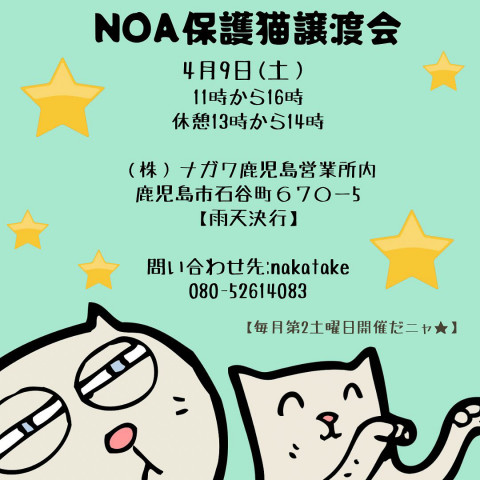 ★Noa保護猫譲渡会★