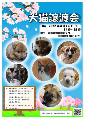 犬猫譲渡会