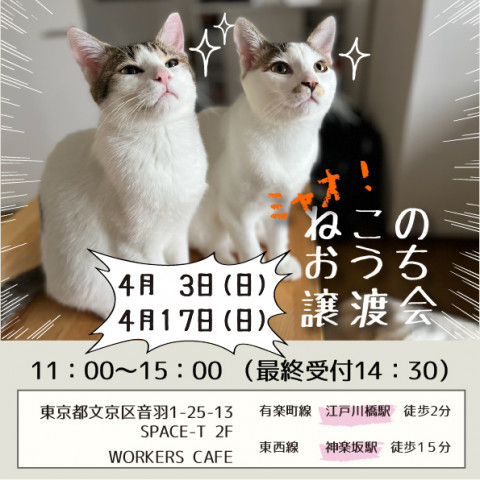 江戸川橋★ミャオねこ譲渡会