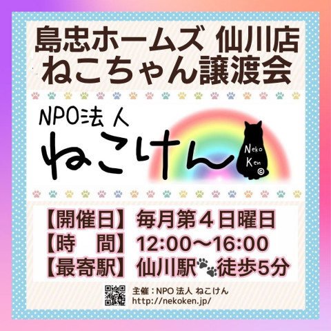 [島忠仙川店]ねこけん譲渡会